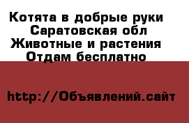 Котята в добрые руки - Саратовская обл. Животные и растения » Отдам бесплатно   